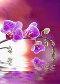 Orchidées violettes et reflets apaisants